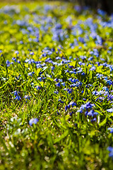 Image showing First spring flowers