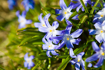 Image showing First spring flowers