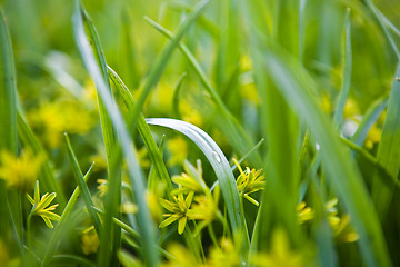 Image showing Grass background