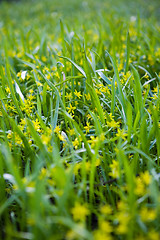 Image showing Grass background