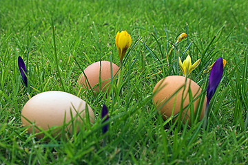 Image showing Easter eggs in grass