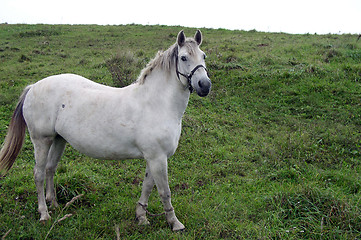 Image showing Horse