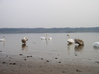 Image showing Swans