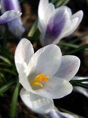 Image showing Crocus