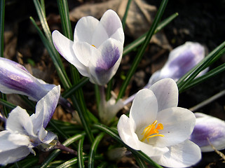 Image showing Crocus