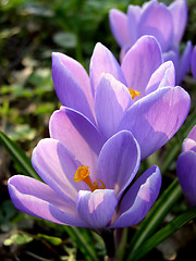 Image showing Crocus