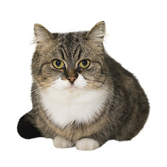 Image showing Sitting cat