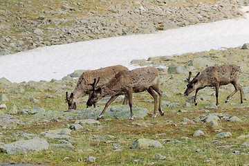 Image showing Reindeers in tundra