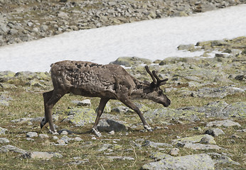 Image showing Reindeer in tundra