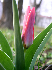 Image showing Tulip