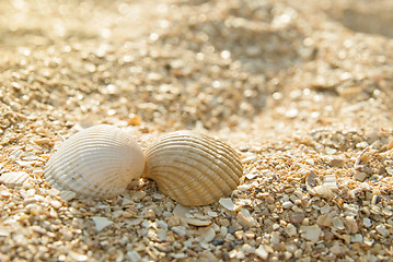 Image showing Two seashells kissing