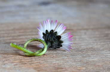 Image showing Daisy Flower