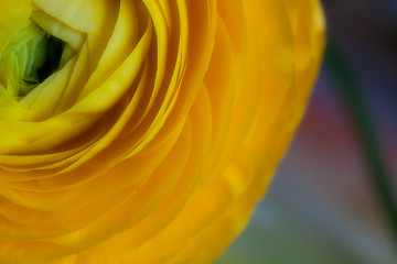 Image showing Yellow Persian Buttercup Flower Ranunculus asiaticus