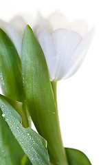 Image showing White Tulips