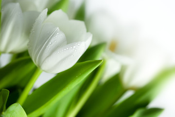 Image showing White Tulips