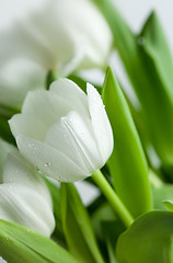 Image showing White Tulips