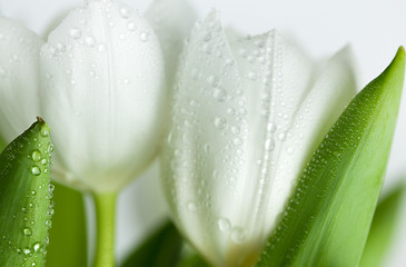 Image showing White Tulips