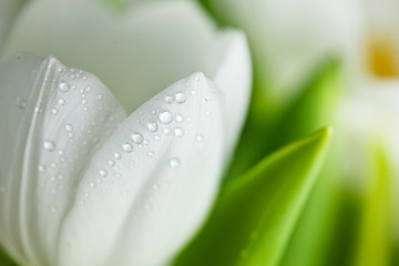 Image showing White Tulips