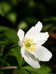 Image showing Spring Flower