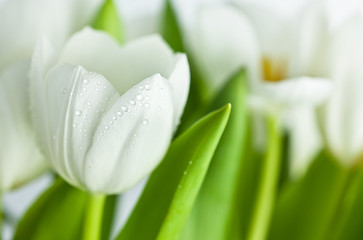 Image showing White Tulips