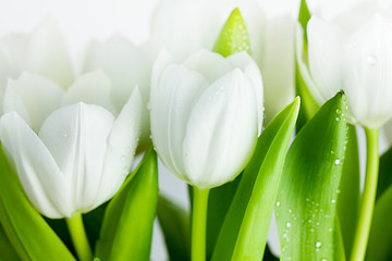 Image showing White Tulips