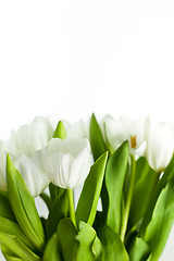 Image showing White Tulips