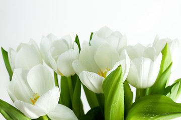 Image showing White Tulips