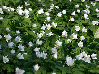 Image showing Flowers