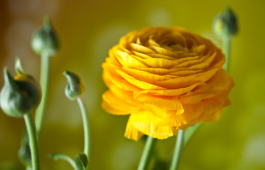 Image showing Yellow Persian Buttercup Flower Ranunculus asiaticus