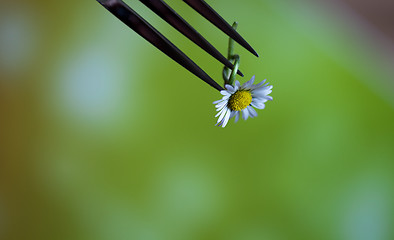 Image showing Steel Fork and flower