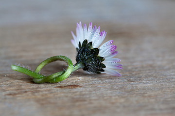 Image showing Daisy Flower