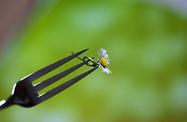 Image showing Steel Fork and flower