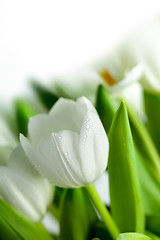 Image showing White Tulips