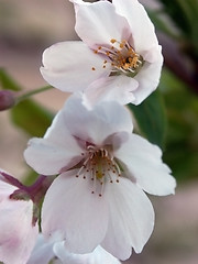 Image showing Blossoms