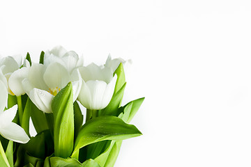 Image showing White Tulips