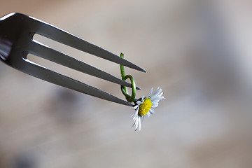 Image showing Steel Fork and flower