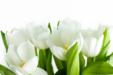 Image showing White Tulips