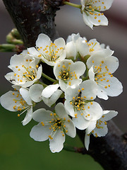 Image showing Plum Blossoms