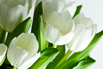 Image showing White Tulips