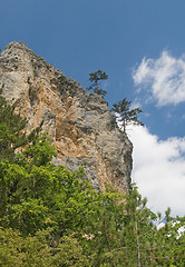 Image showing Pine-trees on a cliff