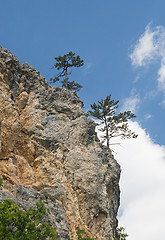 Image showing Pine-trees on a cliff