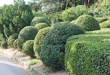 Image showing Topiary