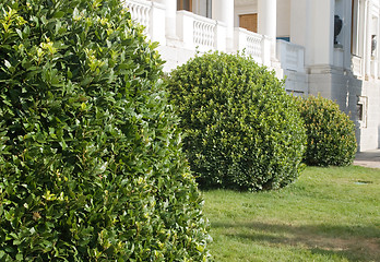 Image showing Topiary