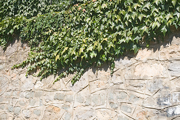 Image showing Ivy on a wall