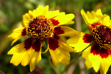 Image showing Flowers