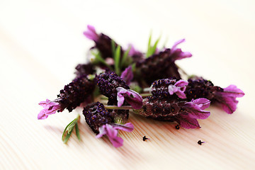 Image showing lavender flowers