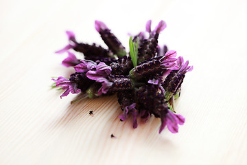 Image showing lavender flowers