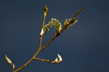 Image showing Catkins