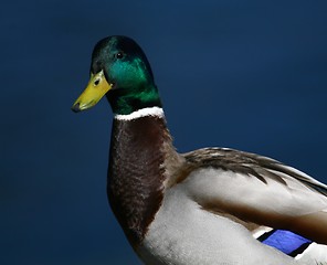 Image showing Mallard