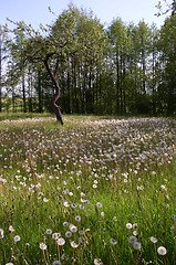 Image showing Landscape